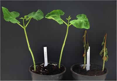 Differentially expressed genes against Colletotrichum lindemuthiamum in a bean genotype carrying the Co-2 gene revealed by RNA-sequencing analysis